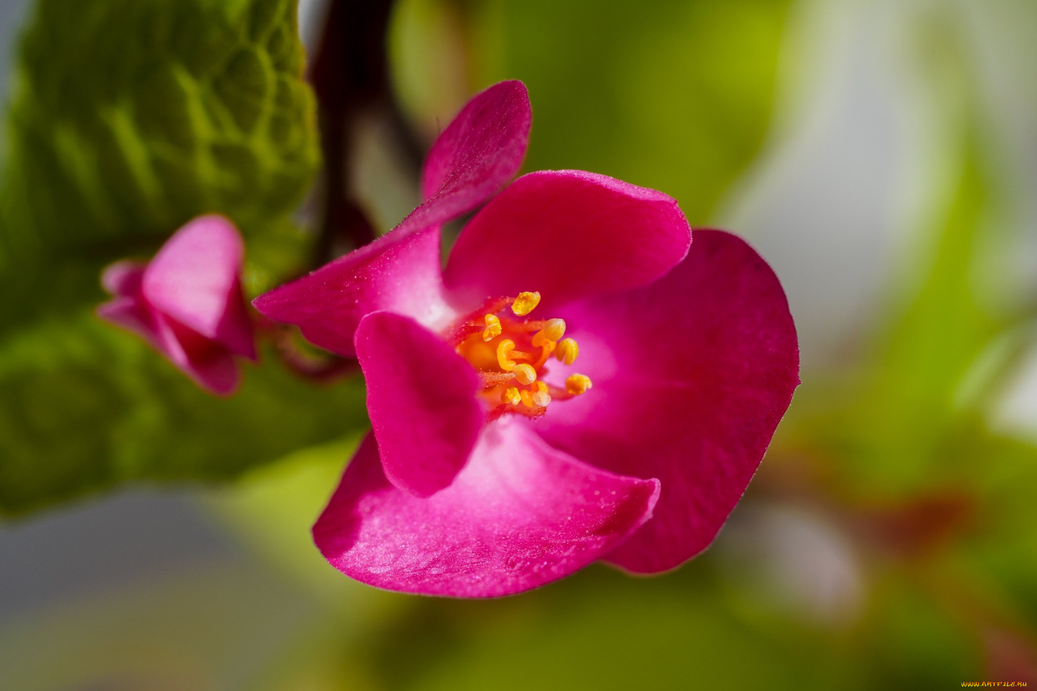 antigonon, polygonaceae, 